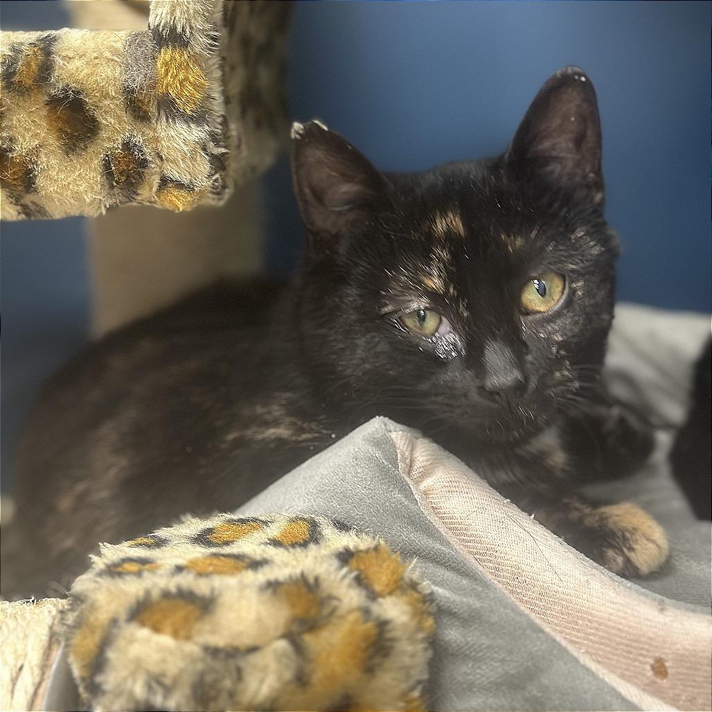 Picassa, Adoptable, Kitten Female Domestic Short Hair.