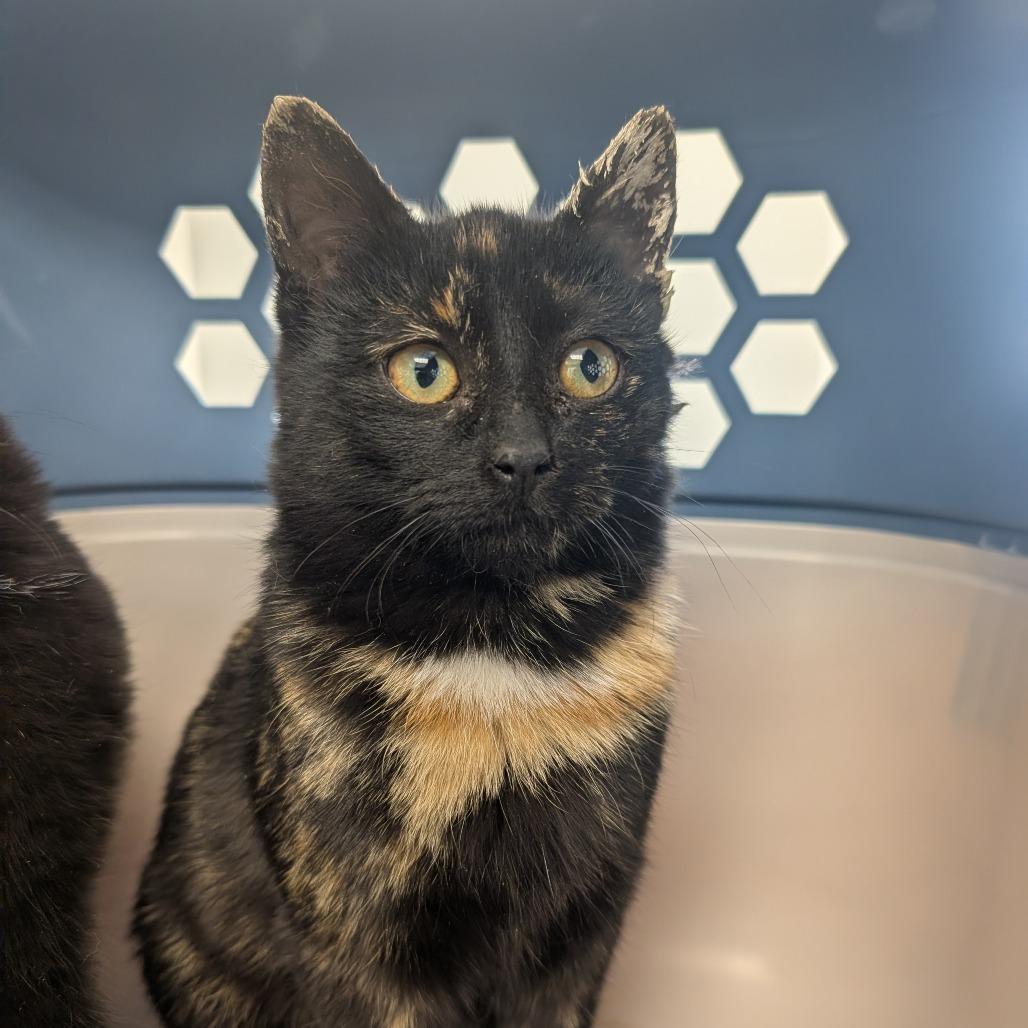 Enlarge Picassa, a Adoptable Domestic Short Hair in Watertown, NY image 1/1