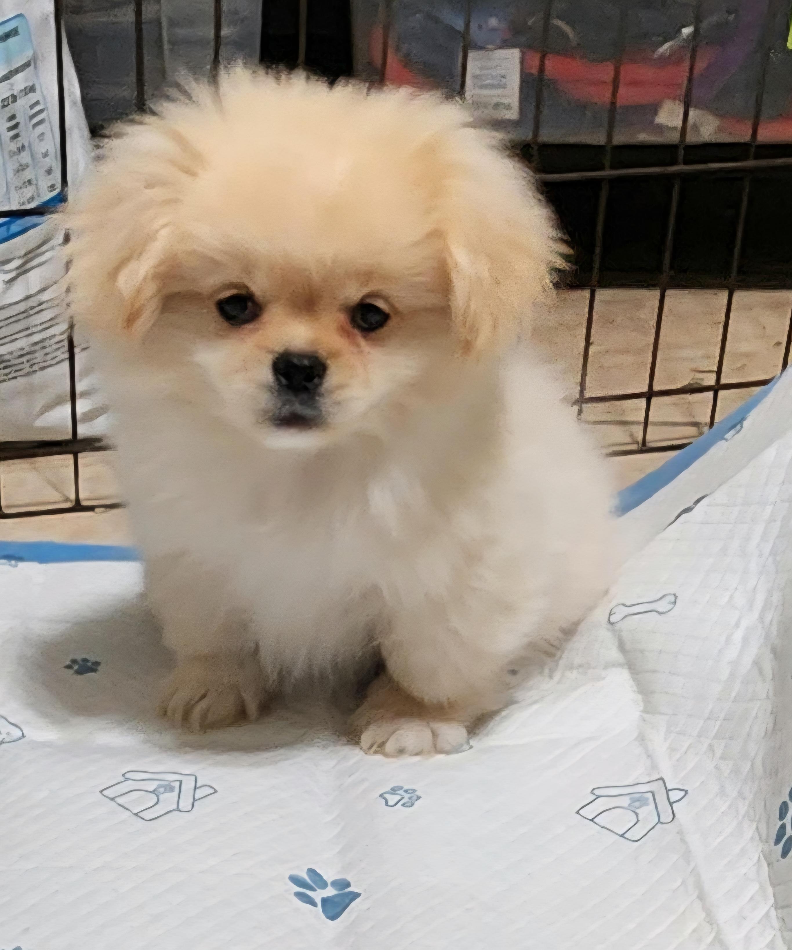 Bodie, adopted, Puppy Male Pekingese.