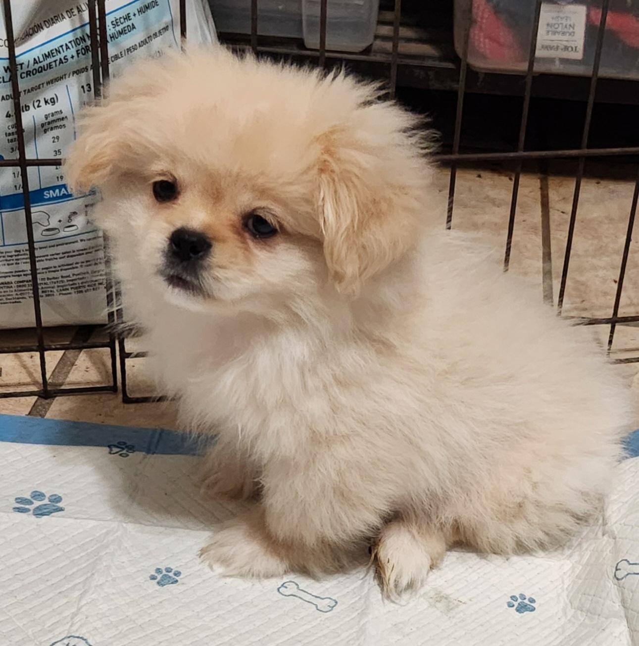Enlarge Bodie, an adopted Pekingese in North Augusta, SC image 2/3