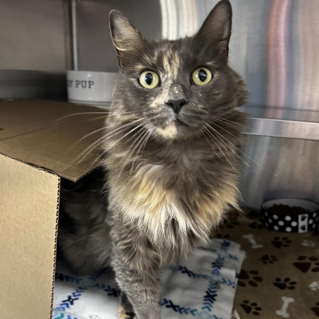 Enlarge Fluffball, a Adoptable Domestic Long Hair in Delaware, OH image 1/1