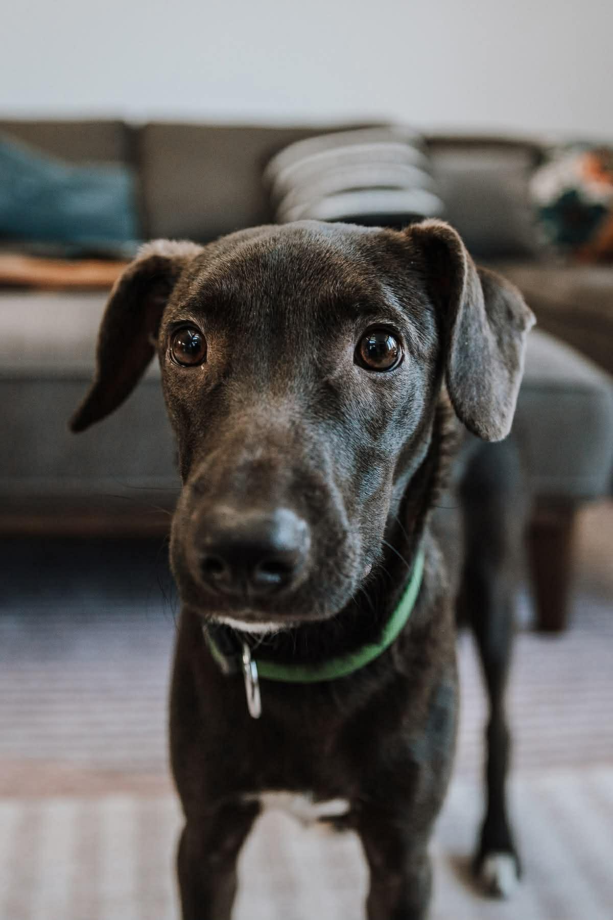 Enlarge Roag, a Adoptable mixed breed in Etobicoke, ON image 1/2