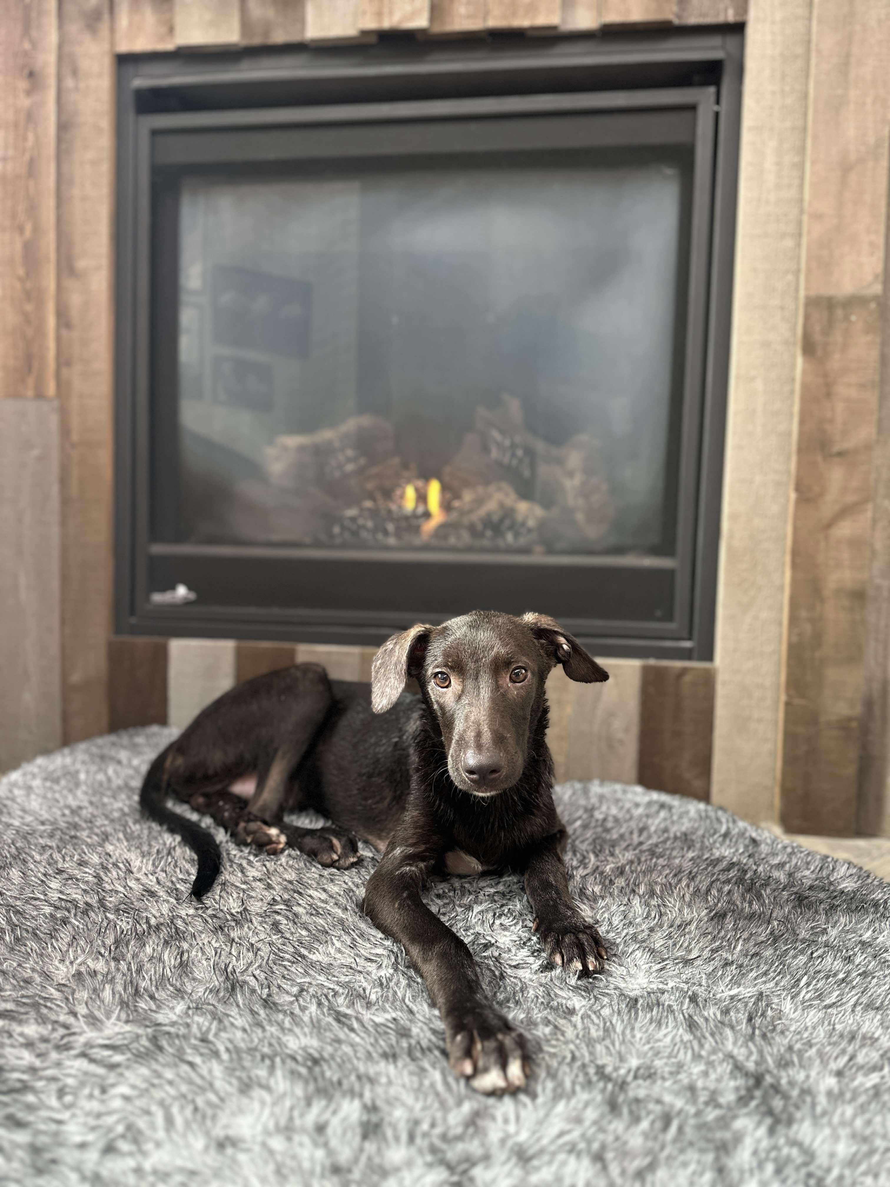 Roag, Adoptable, Puppy Male Mixed Breed.