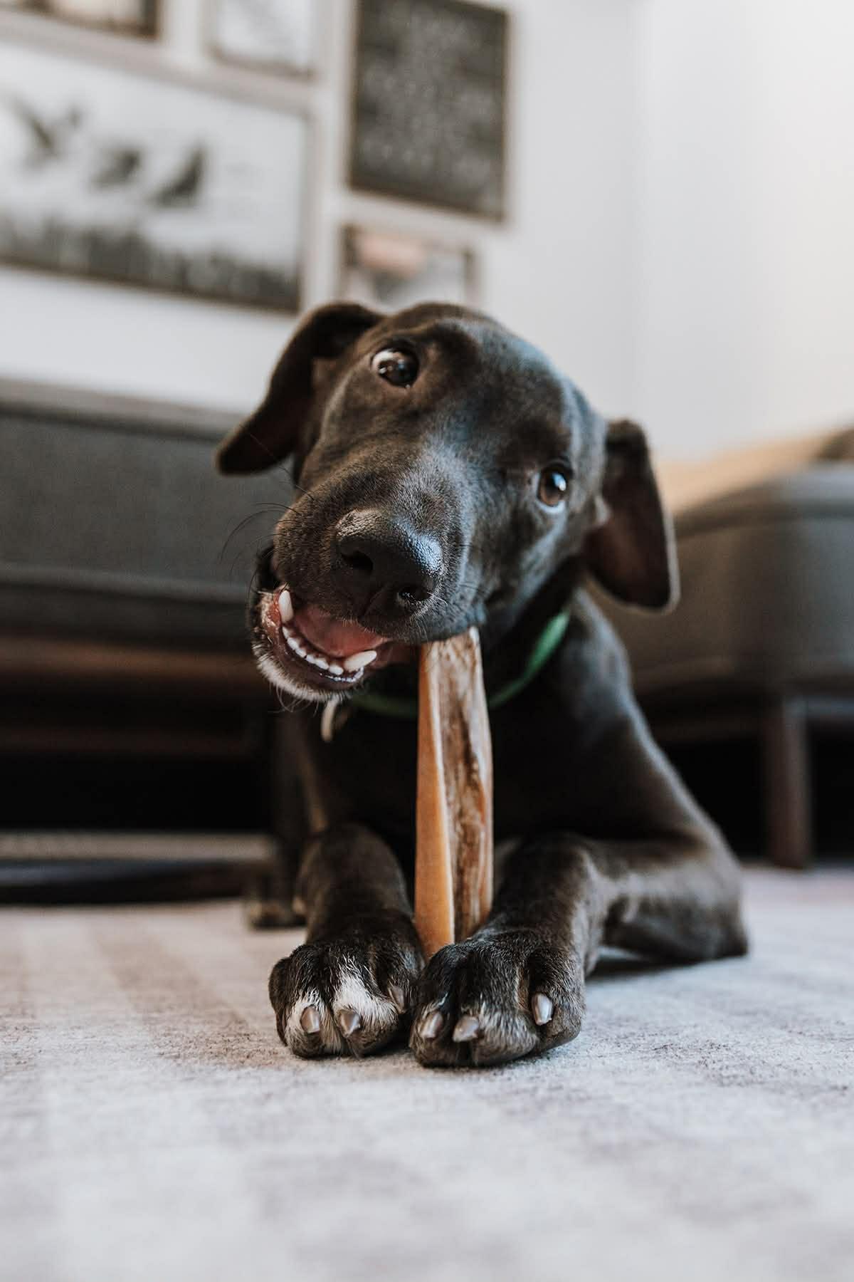 Enlarge Roag, a Adoptable mixed breed in Etobicoke, ON image 2/2