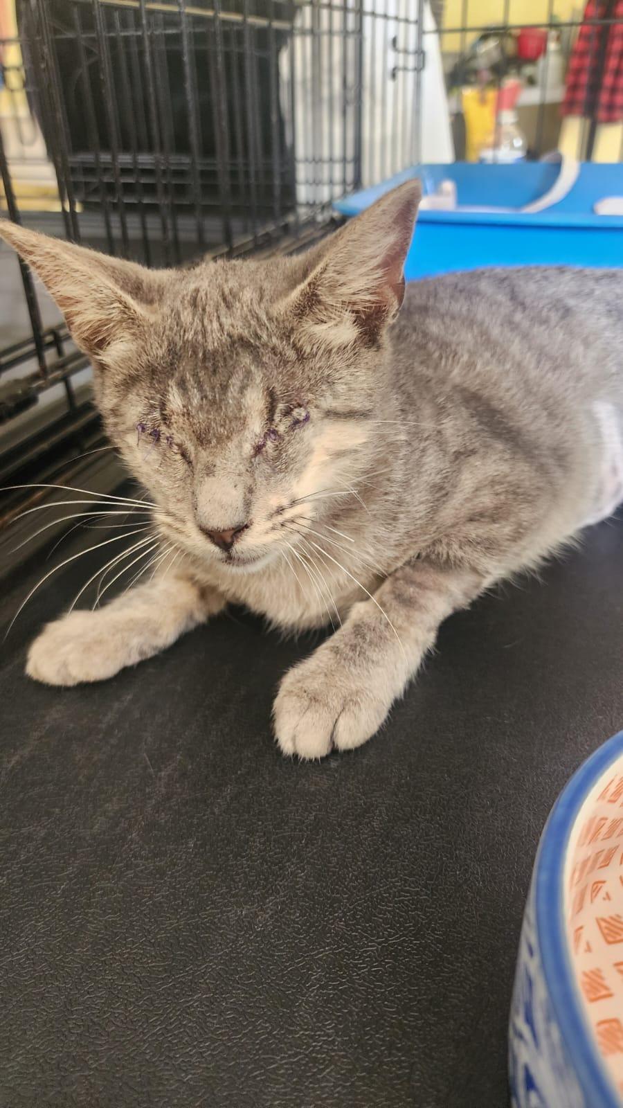 Temis, an adoptable Domestic Short Hair in San Juan, PR, 00926 | Photo Image 3