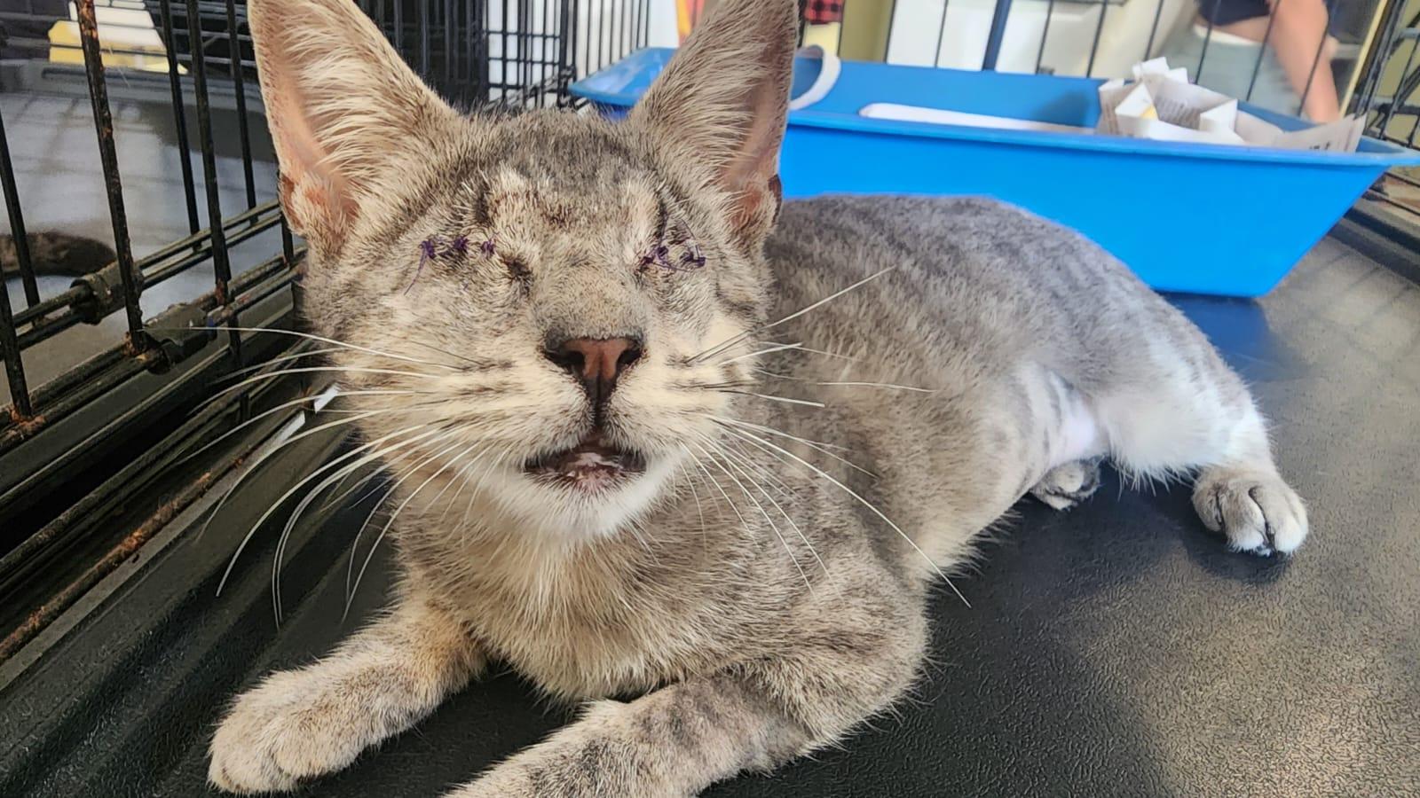 Temis, an adoptable Domestic Short Hair in San Juan, PR, 00926 | Photo Image 2