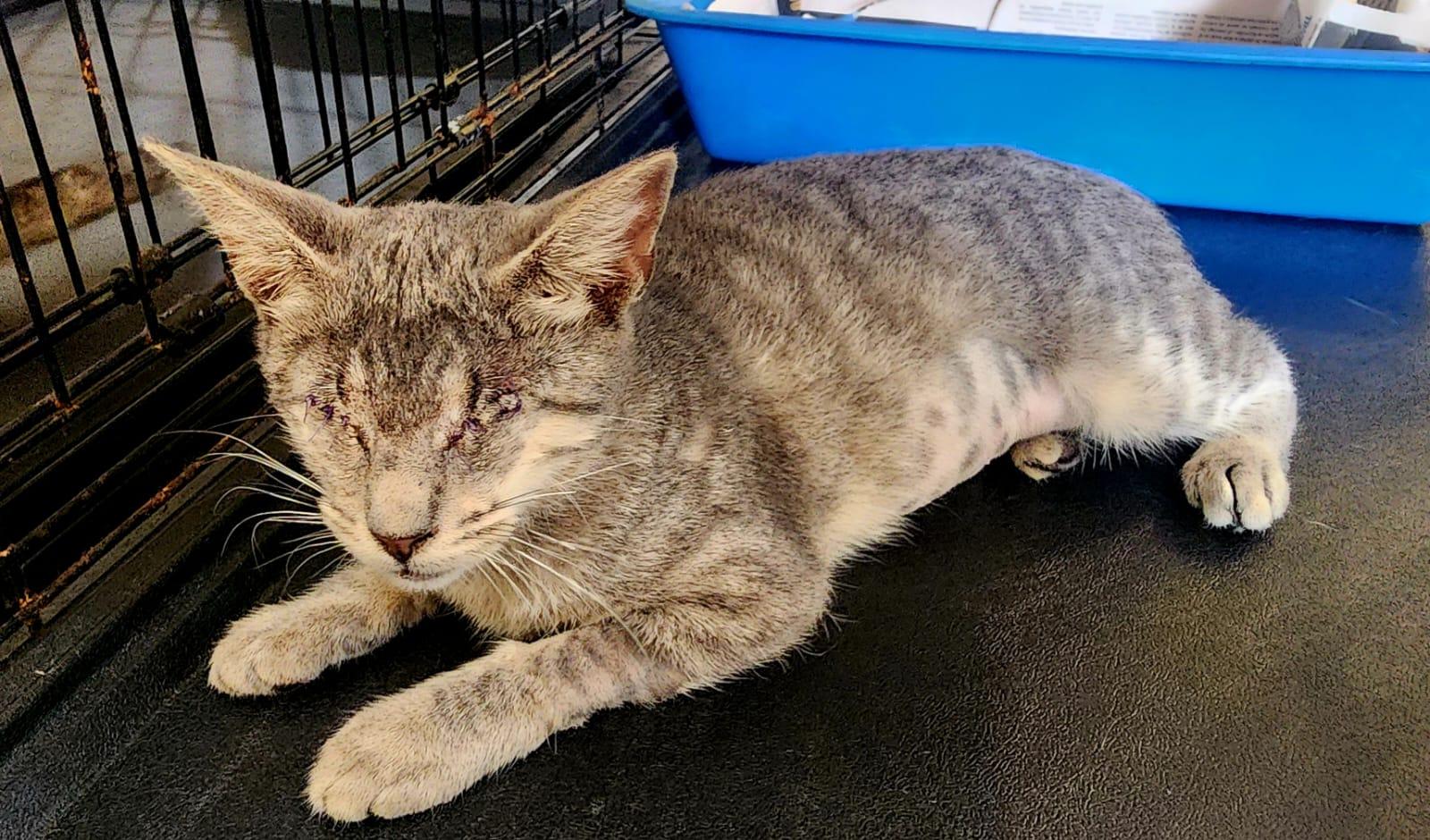Temis, an adoptable Domestic Short Hair in San Juan, PR, 00926 | Photo Image 4