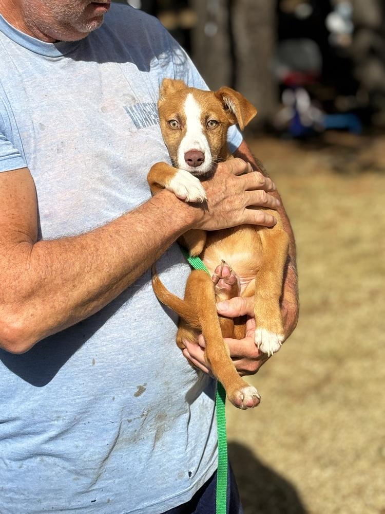 Thor, Adoptable, Puppy Male Husky & Shepherd.
