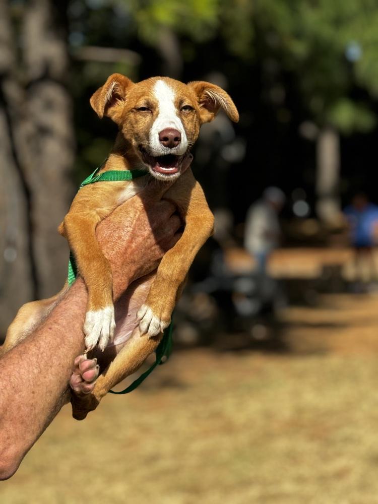 Thor, a Adoptable mixed breed image 2/3
