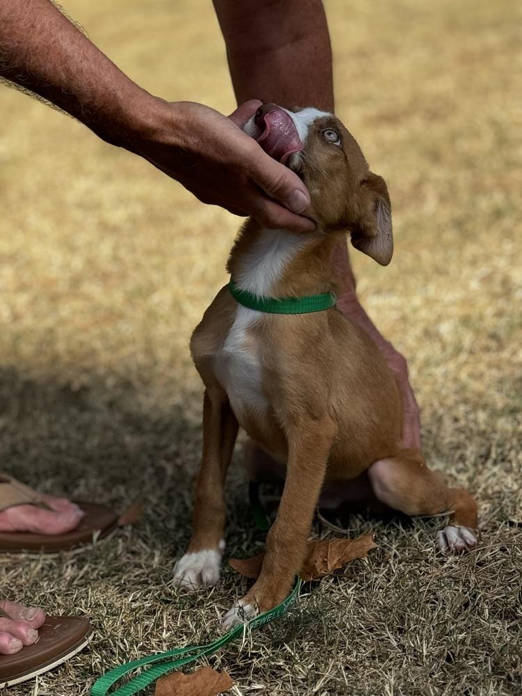 Thor, a Adoptable mixed breed image 3/3