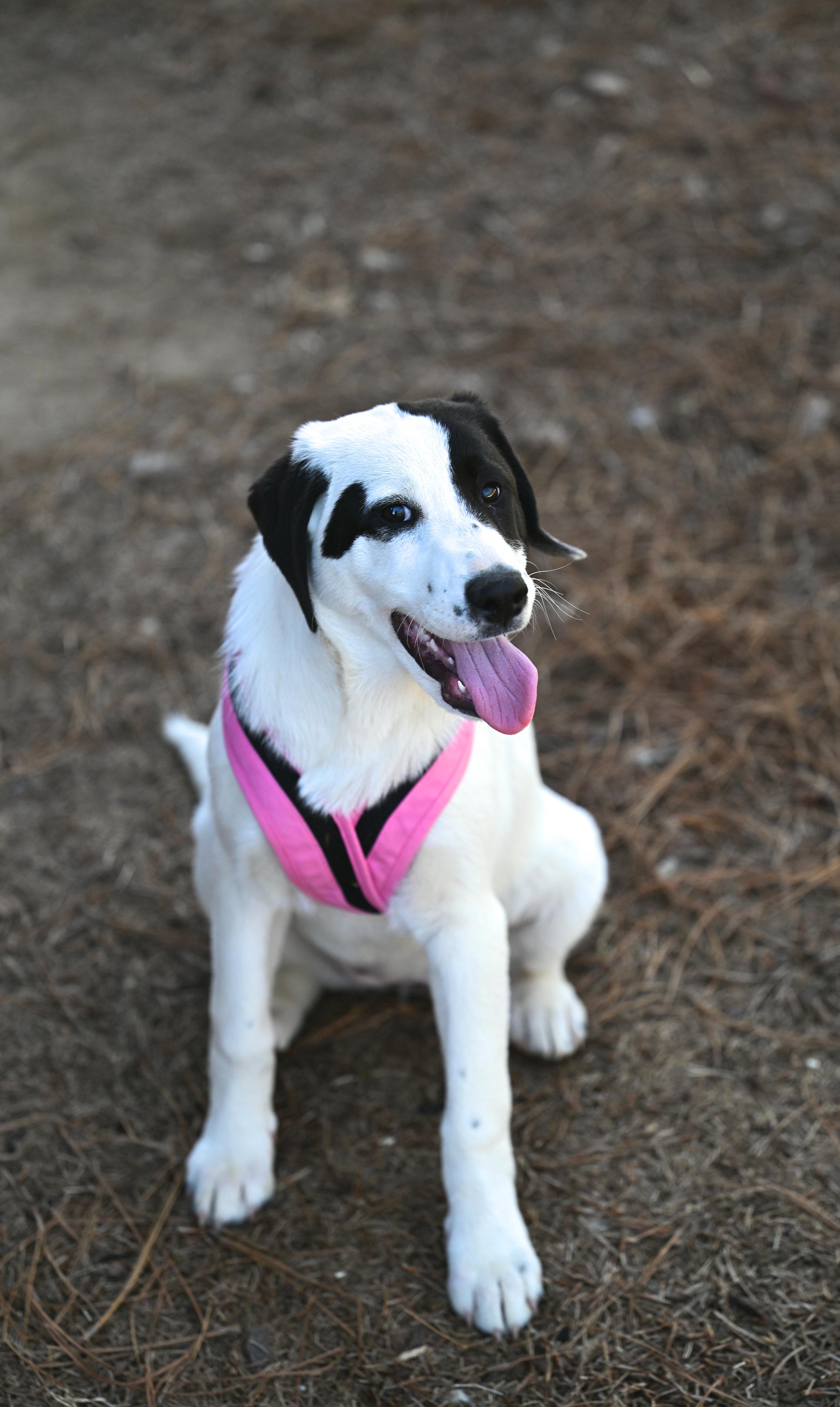 Enlarge Olympia, a ADOPTABLE mixed breed in Manchester, NH image 3/6