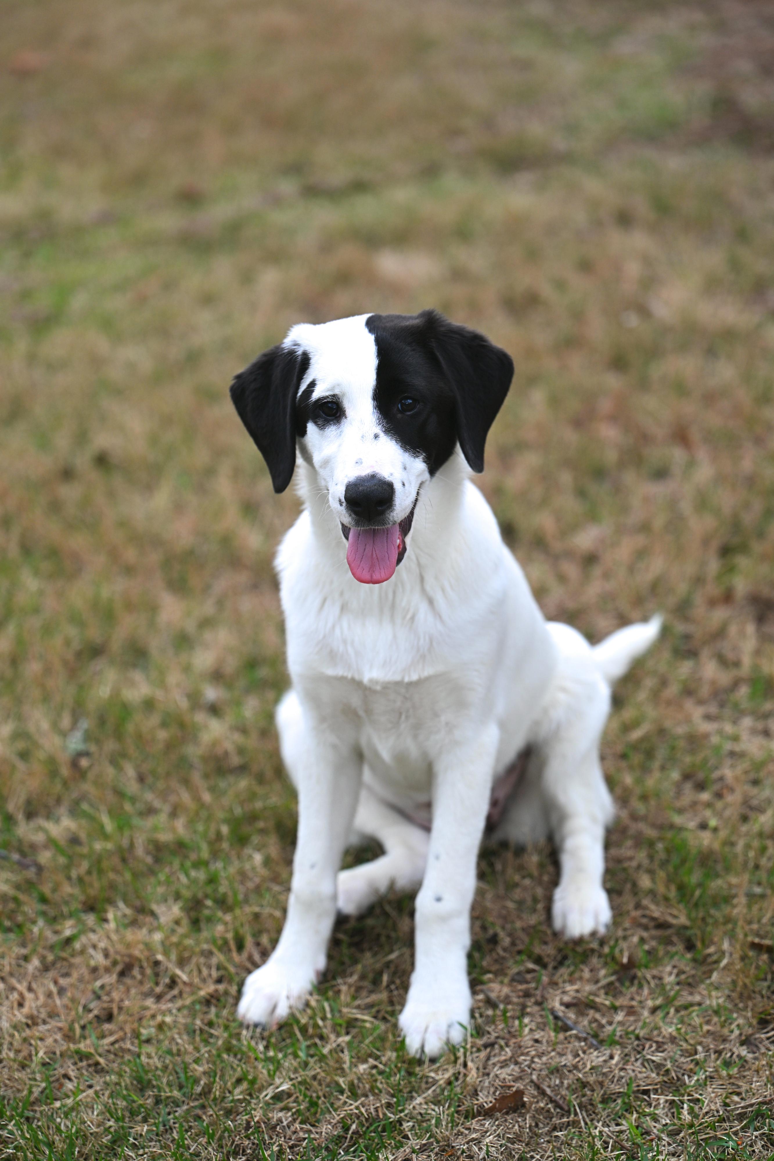 Enlarge Olympia, a ADOPTABLE mixed breed in Manchester, NH image 1/6
