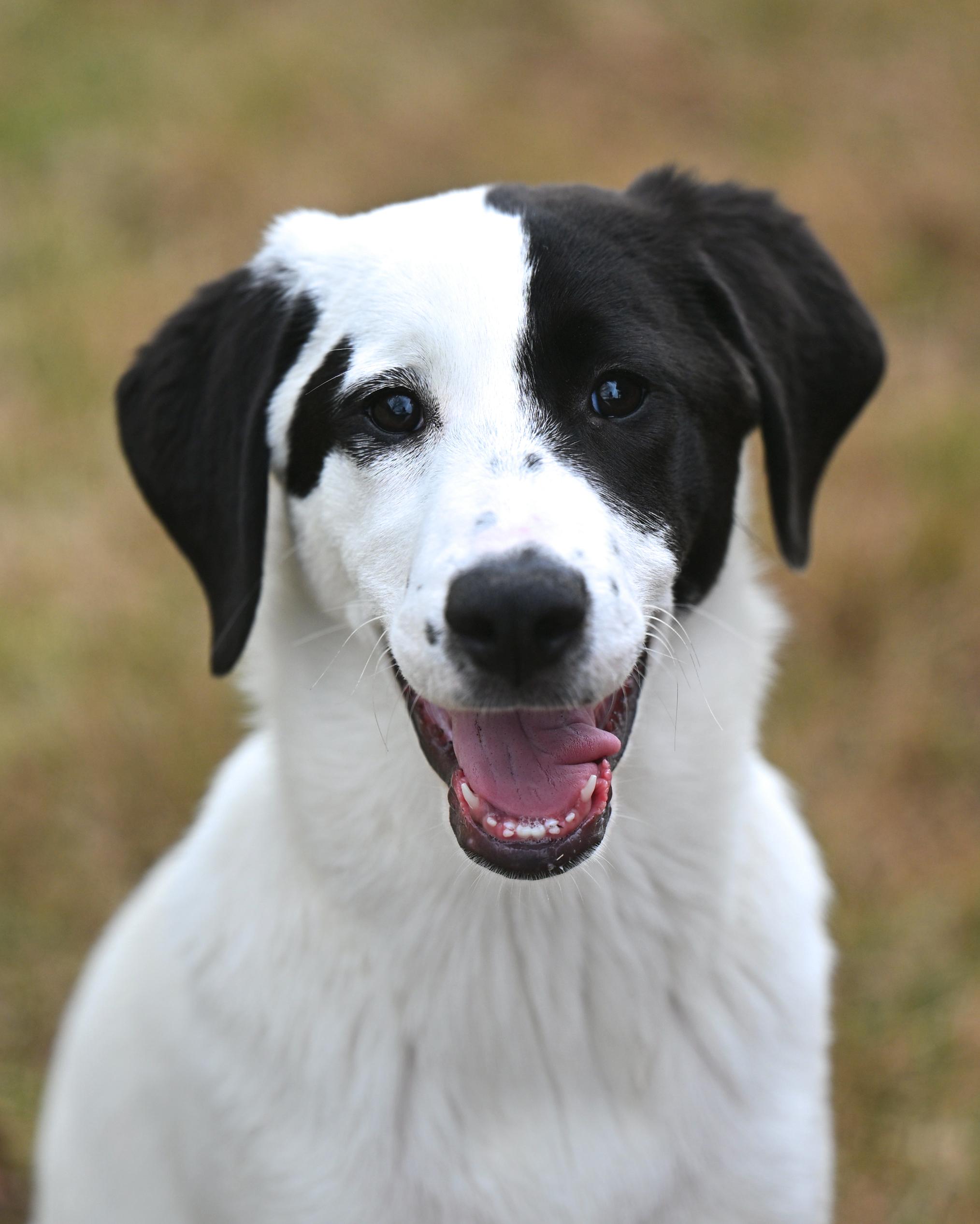 Enlarge Olympia, a ADOPTABLE mixed breed in Manchester, NH image 2/6