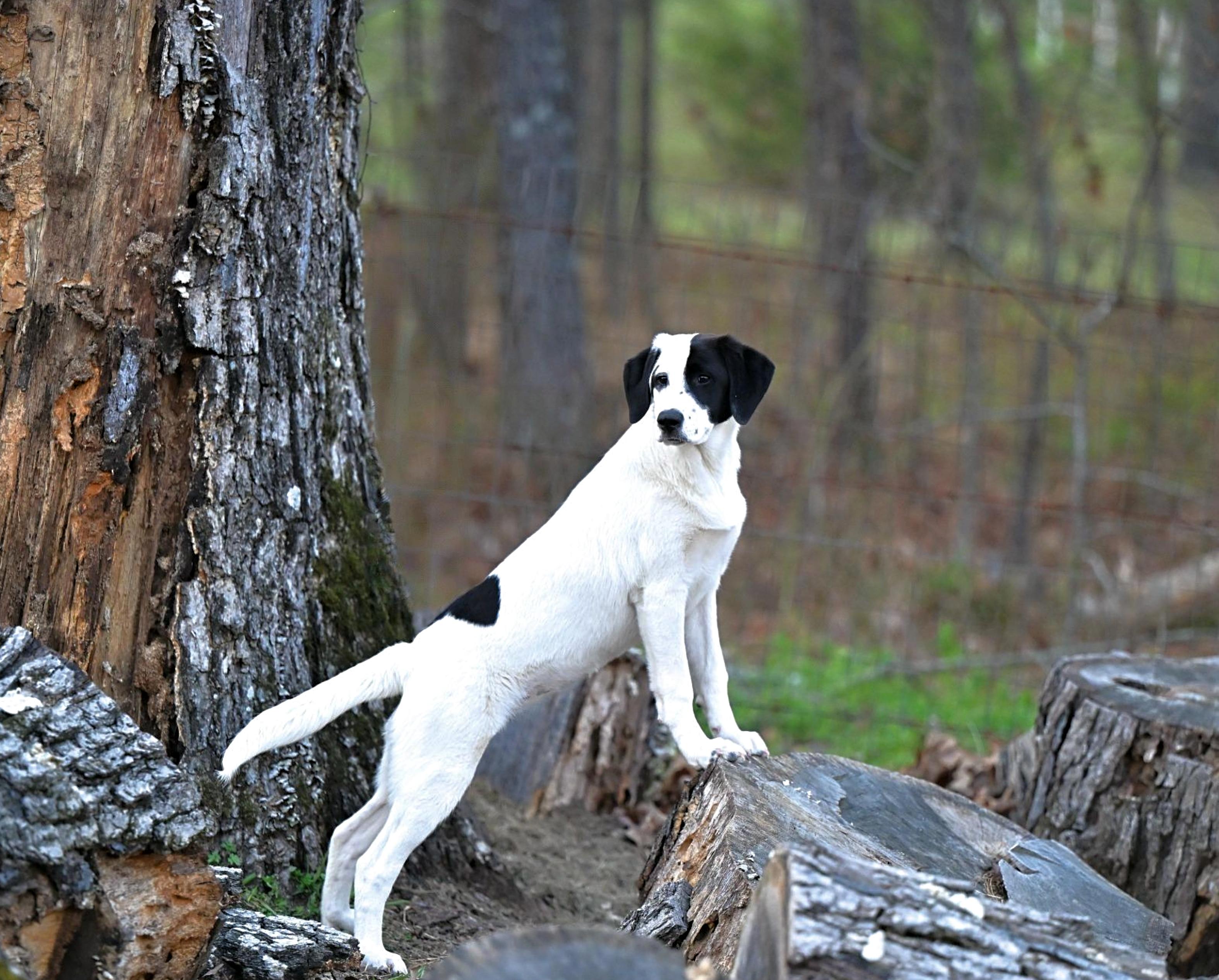 Enlarge Olympia, a ADOPTABLE mixed breed in Manchester, NH image 4/6