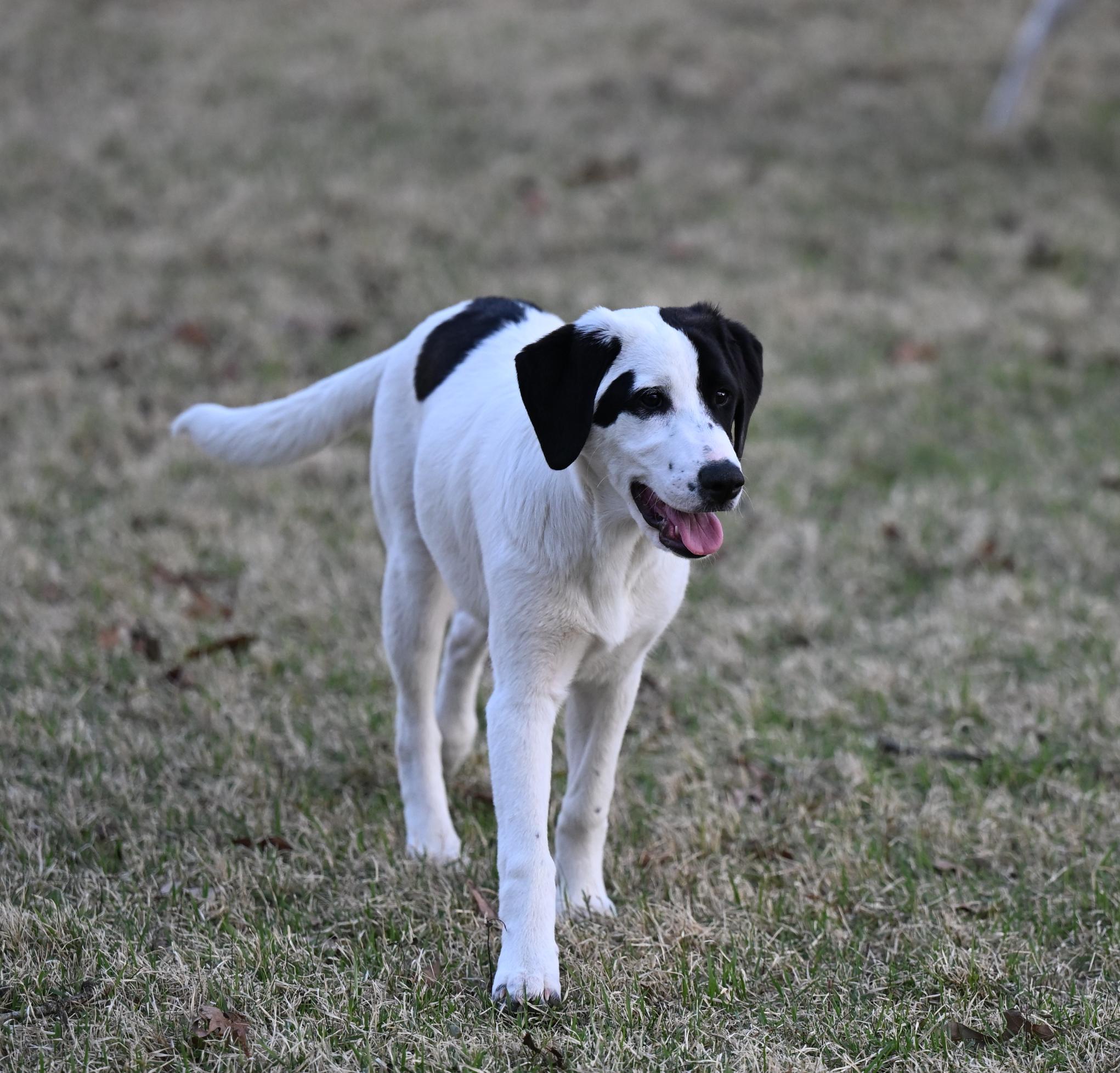 Enlarge Olympia, a ADOPTABLE mixed breed in Manchester, NH image 6/6