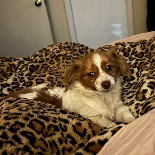 Enlarge Sprite , an adoption pending mixed breed image 1/1