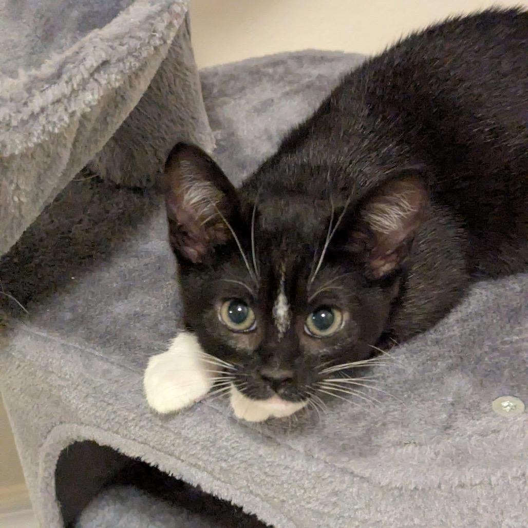 Enlarge Fruit Tart, a Adoptable Domestic Short Hair in Lake Panasoffkee, FL image 1/3