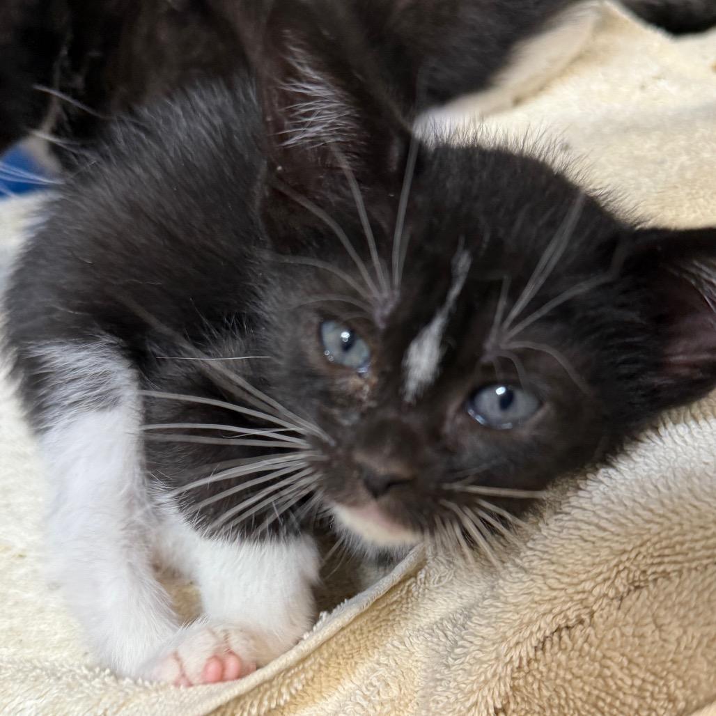 Enlarge Fruit Tart, a Adoptable Domestic Short Hair in Lake Panasoffkee, FL image 2/3