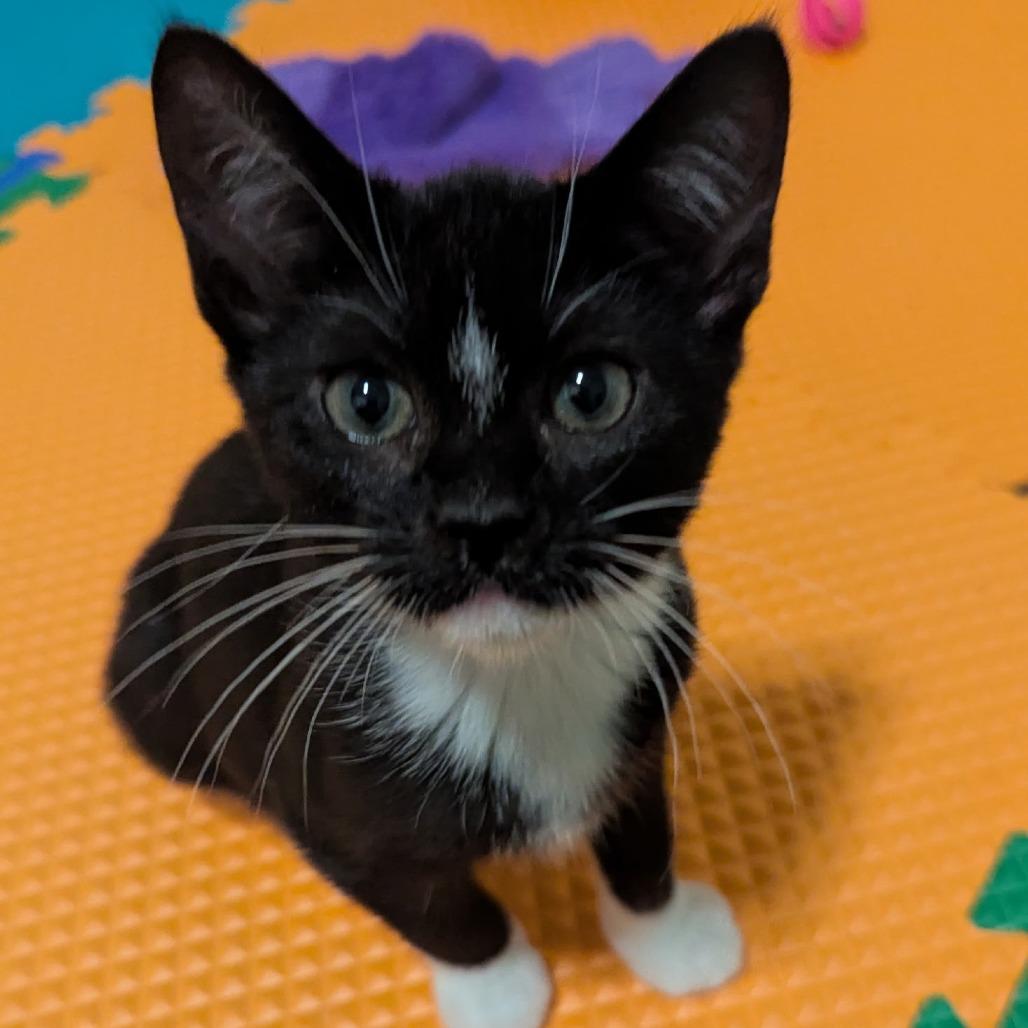 Enlarge Fruit Tart, a Adoptable Domestic Short Hair in Lake Panasoffkee, FL image 3/3