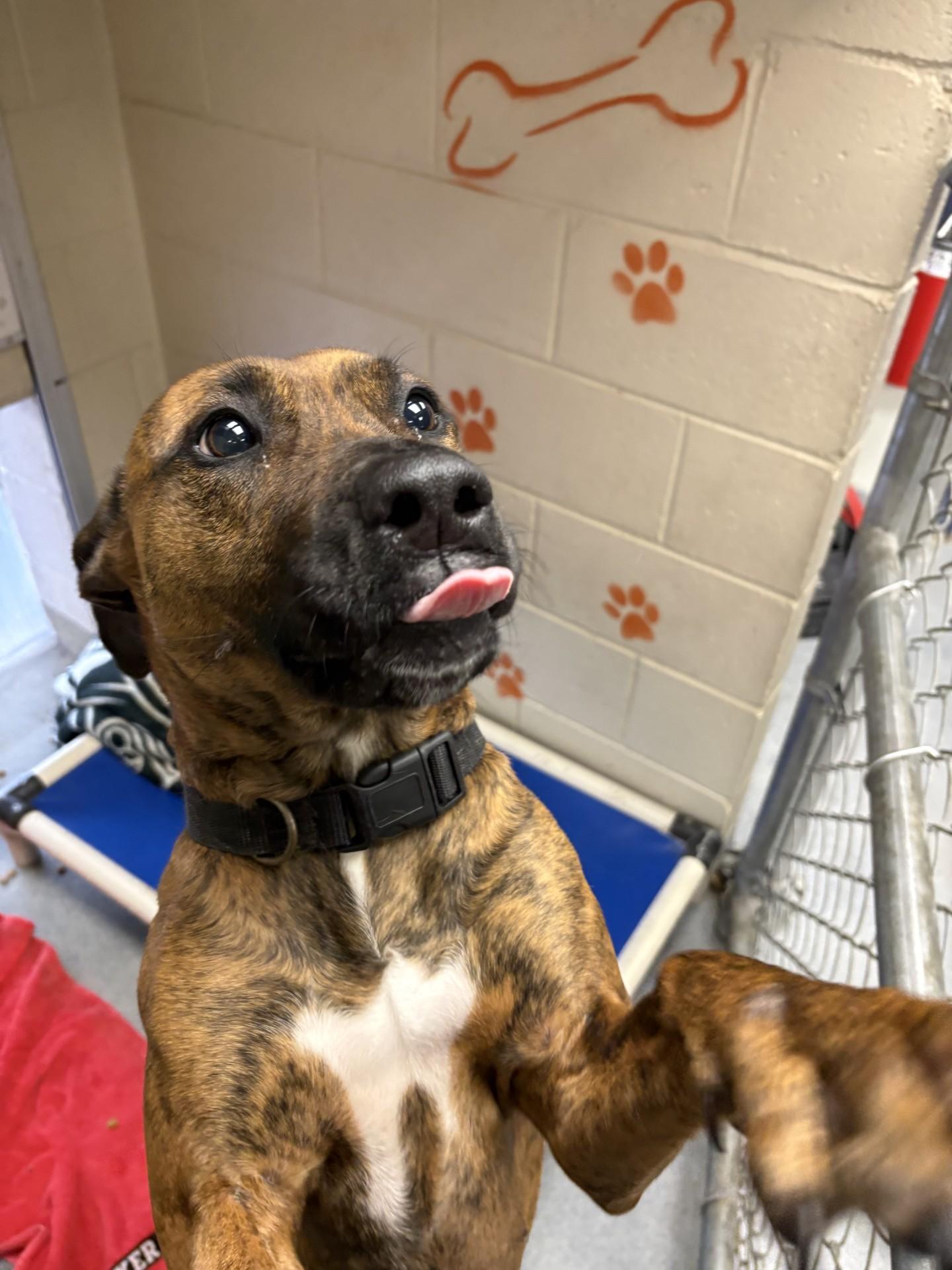 Serena, adopted, Young Female Rhodesian Ridgeback & Belgian Shepherd / Malinois.