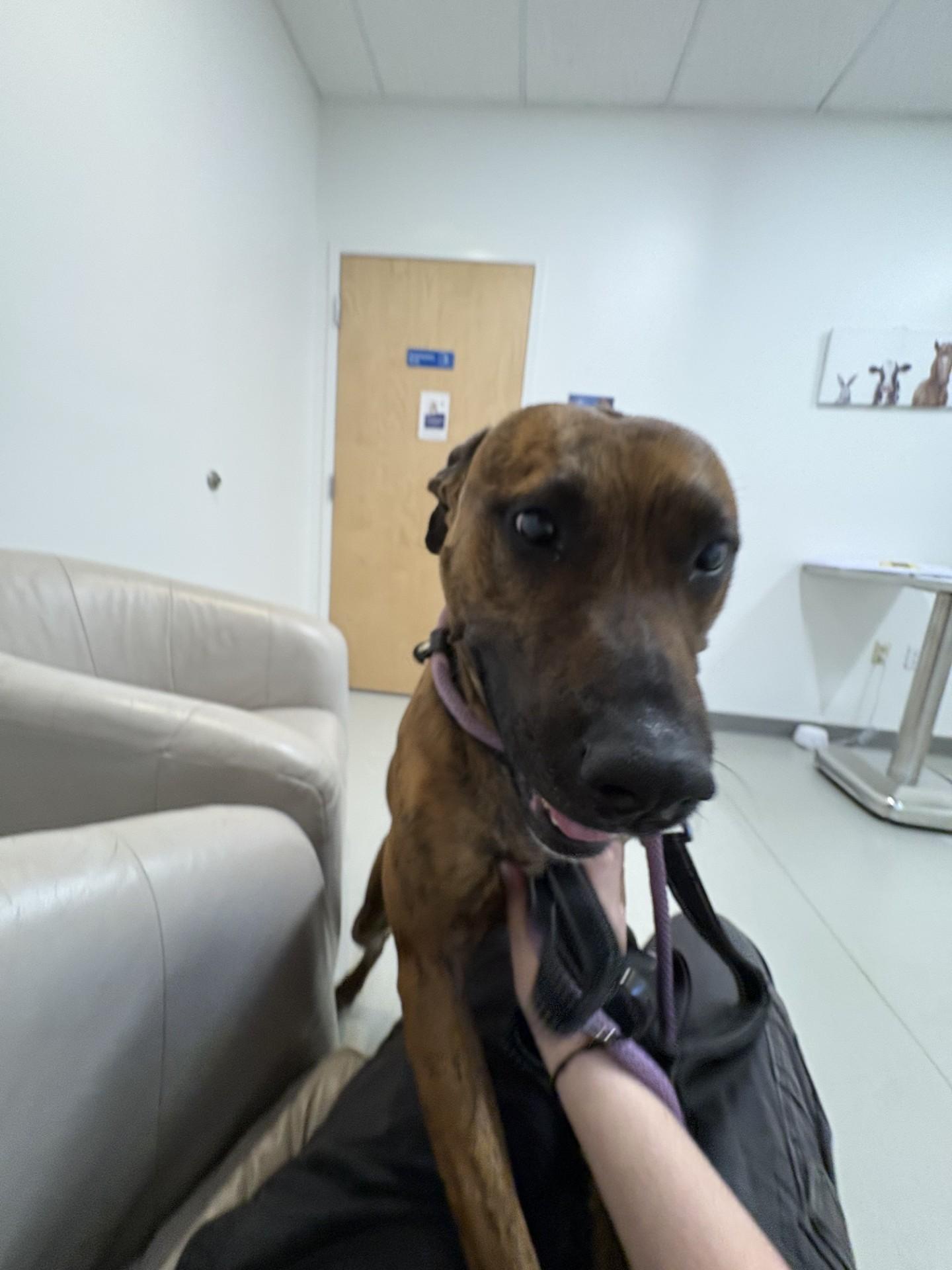 Enlarge Serena, an adopted mixed breed in West Warwick, RI image 2/2