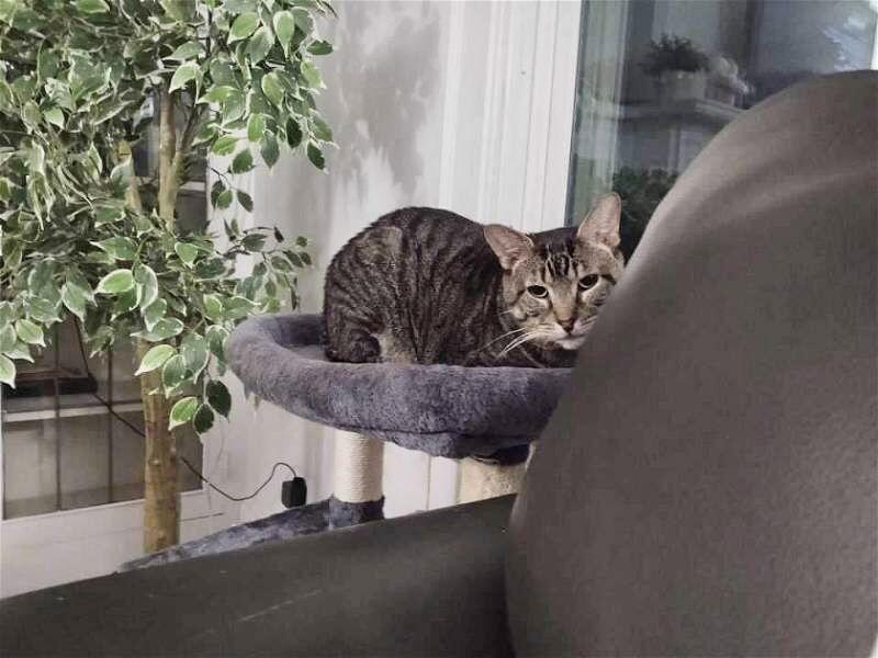 French Hen thumbnail 2