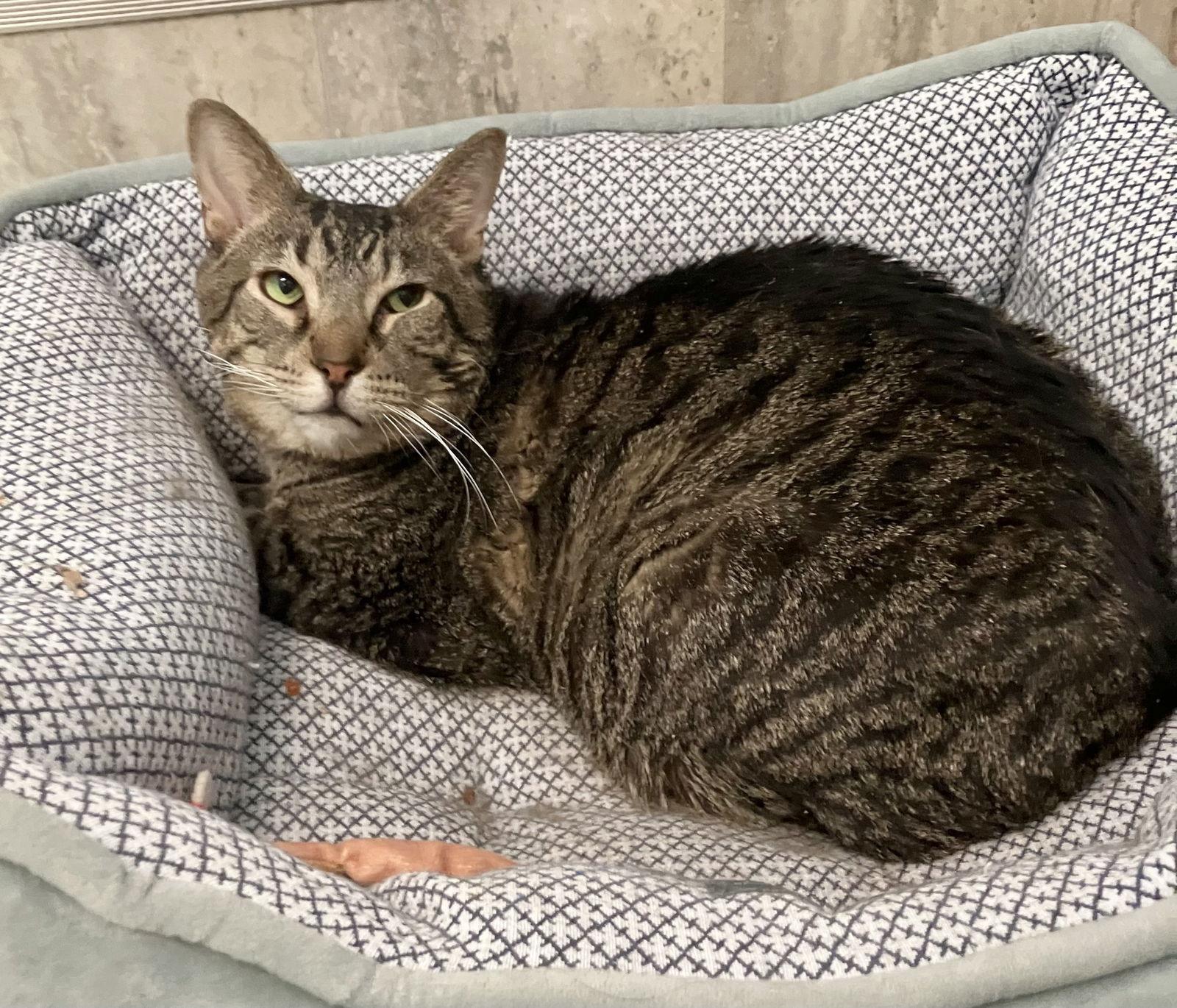 French Hen thumbnail 3