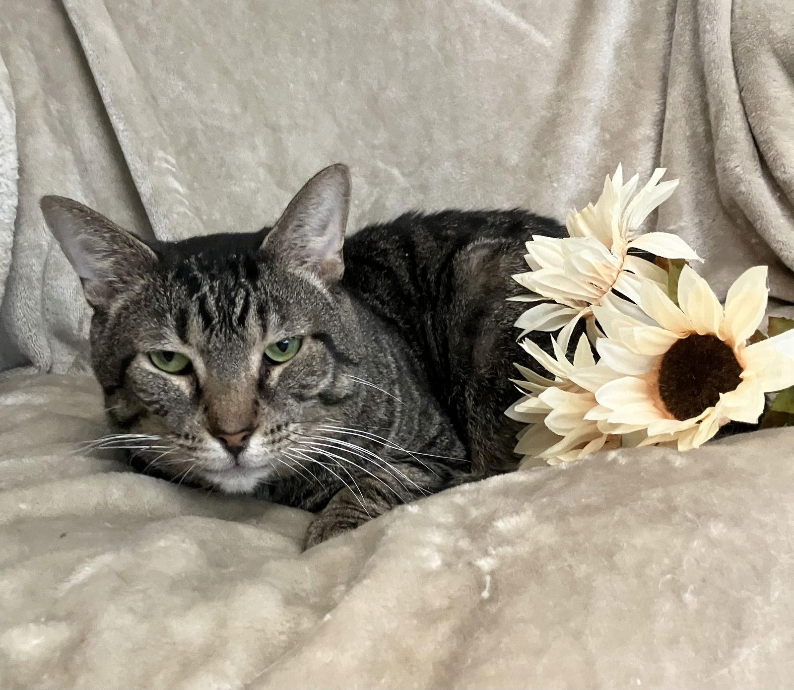 French Hen thumbnail 4