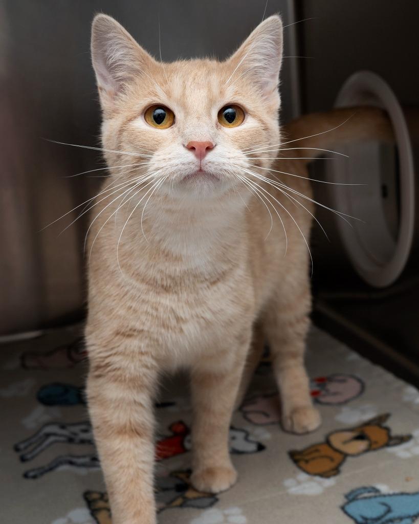 Welly-Bean, Adopted, Young Female Domestic Short Hair.