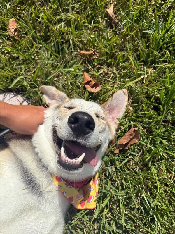 Salt So Sweet Belly Rubs Please — thumbnail 4