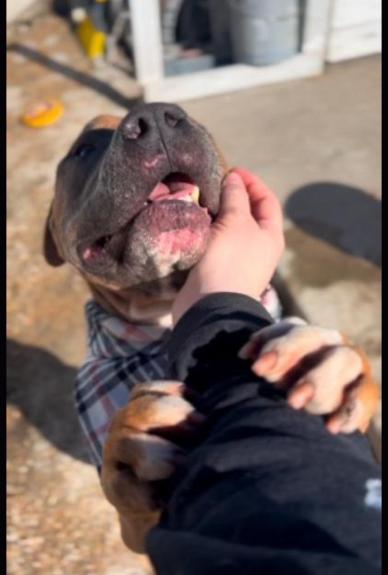 Mac............the Macnificent! thumbnail 3