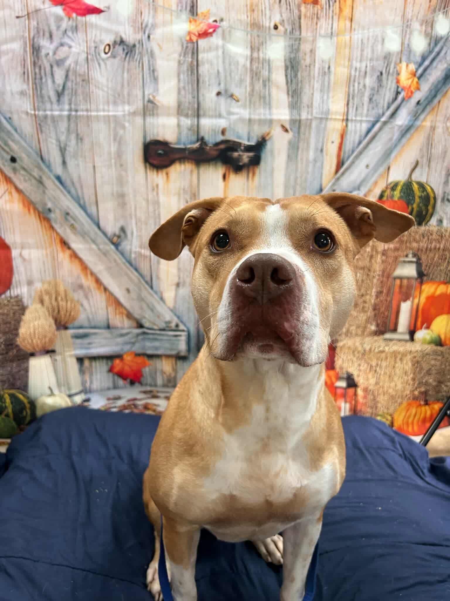 Neva, Adoptable, Adult Female American Bulldog.