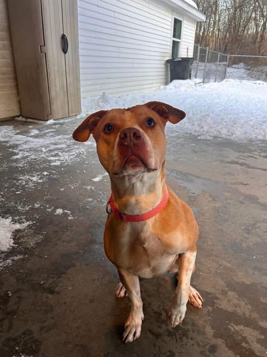 Enlarge Neva, a Adoptable mixed breed in Griswold, CT image 5/6