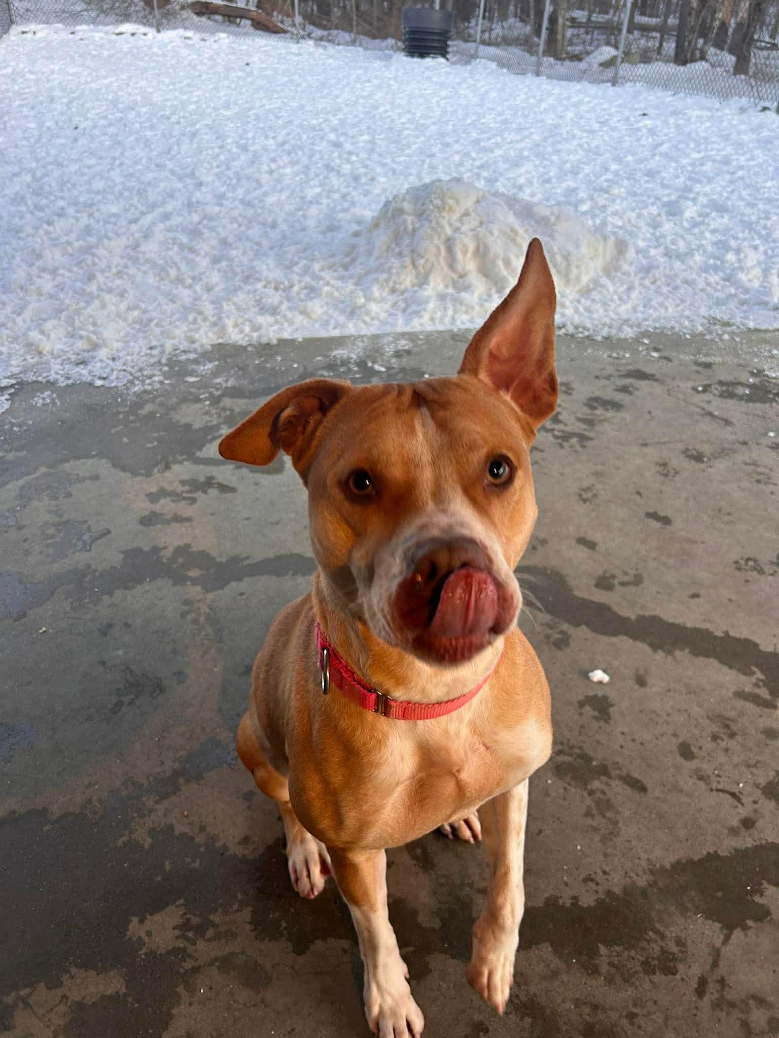 Neva, Adoptable, Adult Female American Bulldog.