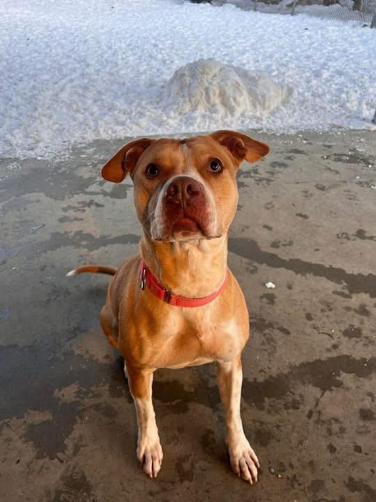 Enlarge Neva, a Adoptable mixed breed in Griswold, CT image 6/6