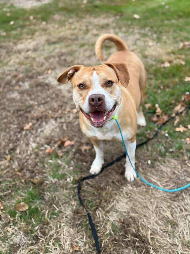 Neva, Adoptable, Adult Female American Bulldog.