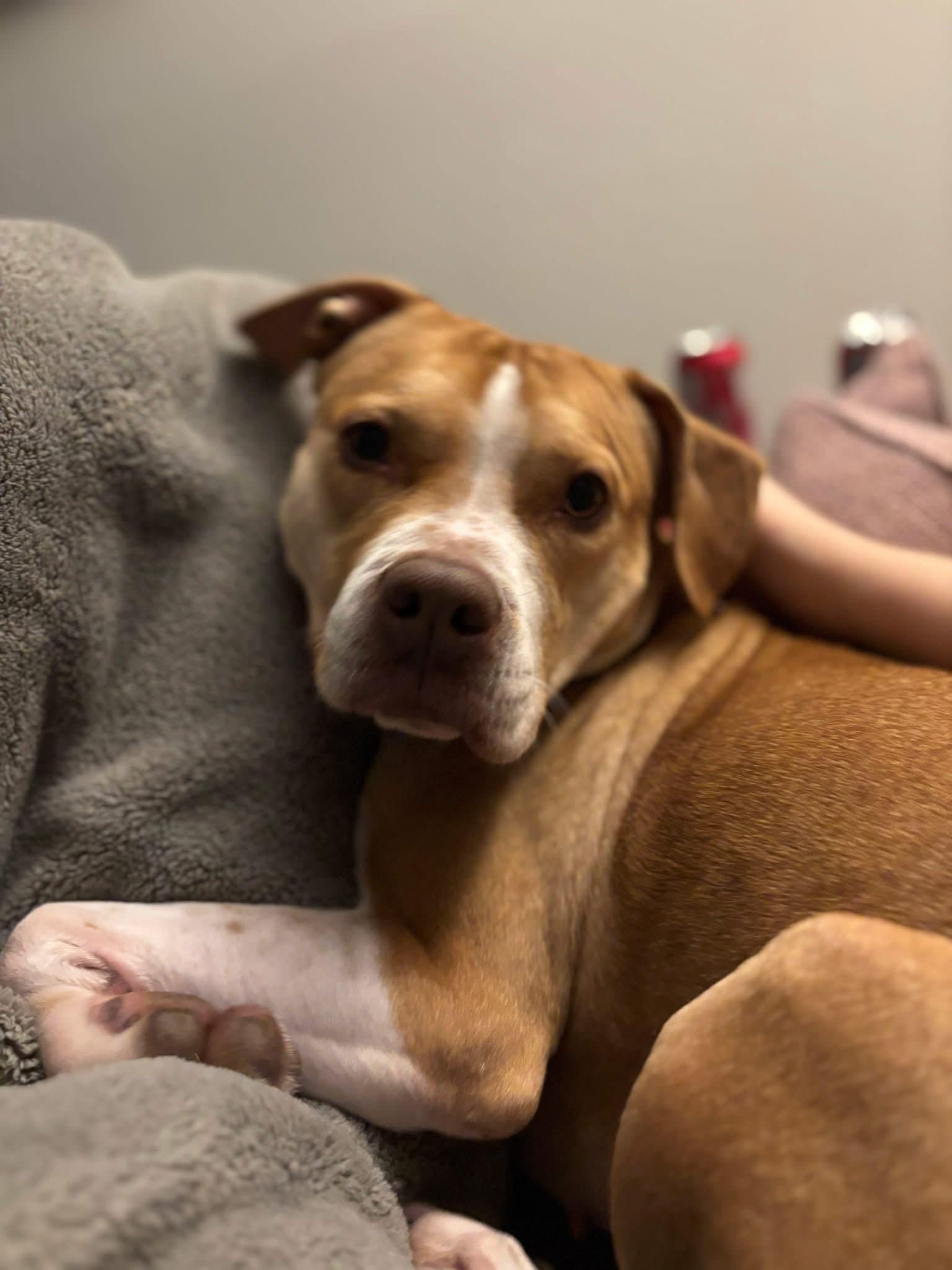 Neva, a Adoptable mixed breed in Griswold, CT image 4/6