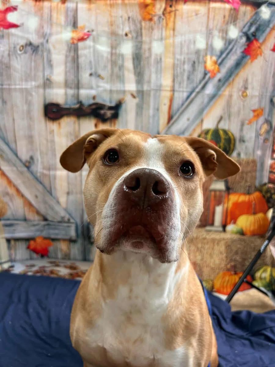 Neva, a Adoptable mixed breed in Griswold, CT image 6/6