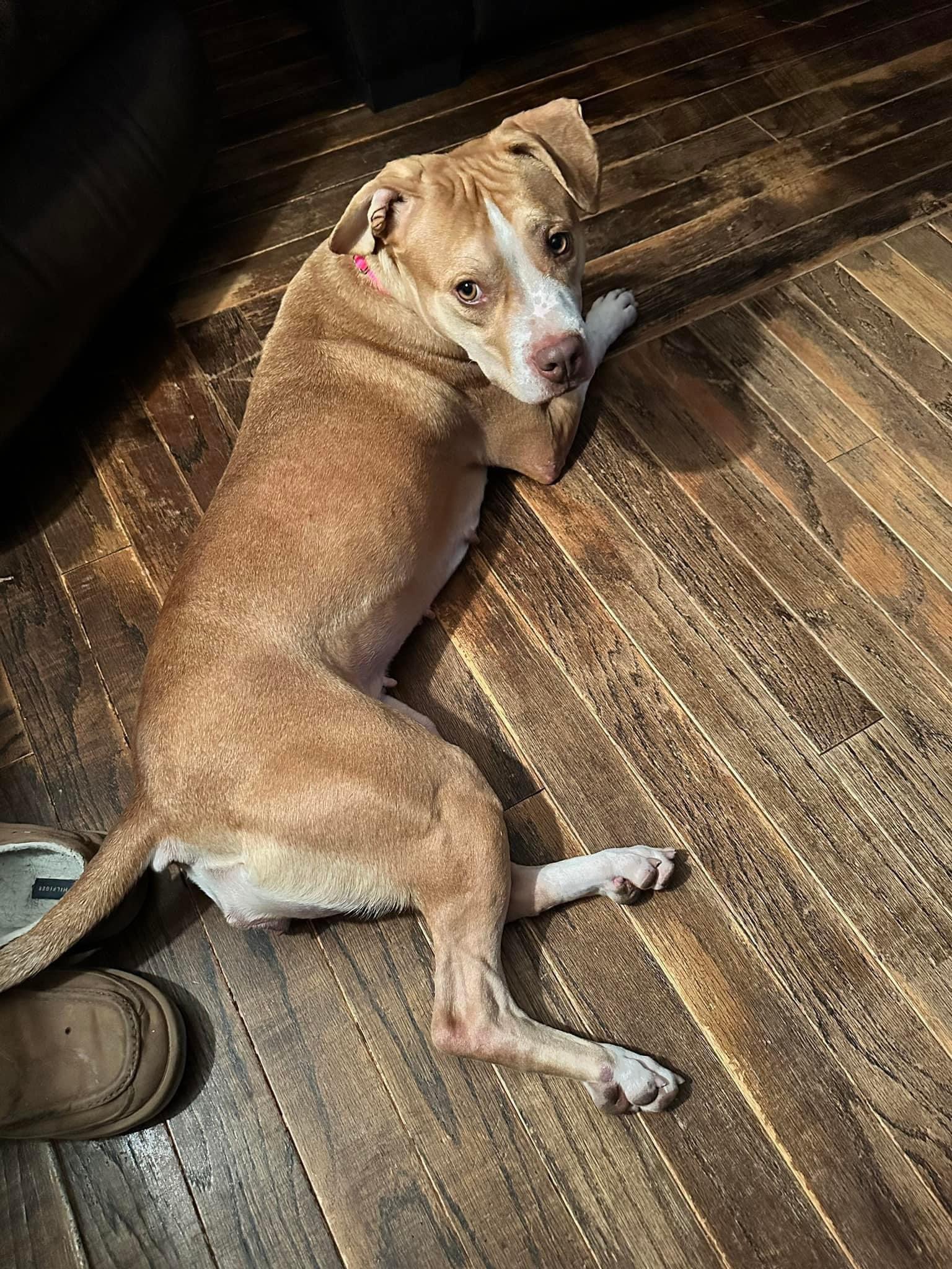 Neva, a Adoptable mixed breed in Griswold, CT image 3/6