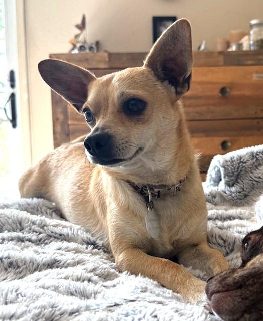 Kevin, a Adoptable mixed breed in Santa Rosa, CA image 2/5