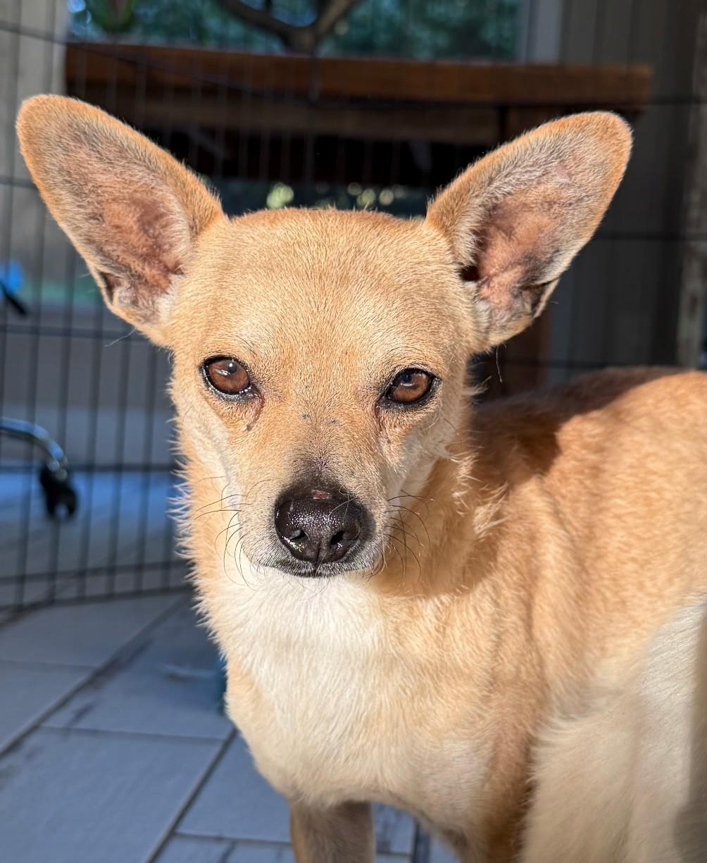Kevin, a Adoptable mixed breed in Santa Rosa, CA image 1/5