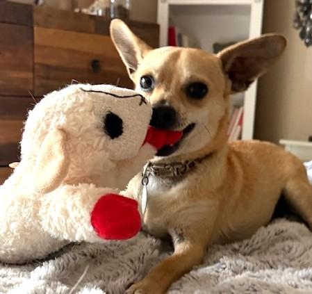 Kevin, a Adoptable mixed breed in Santa Rosa, CA image 4/5