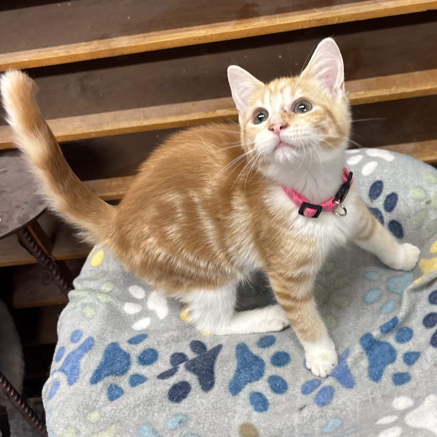 Enlarge Flower Moon, an adoptable Tabby in Coldwater, MI image 1/4