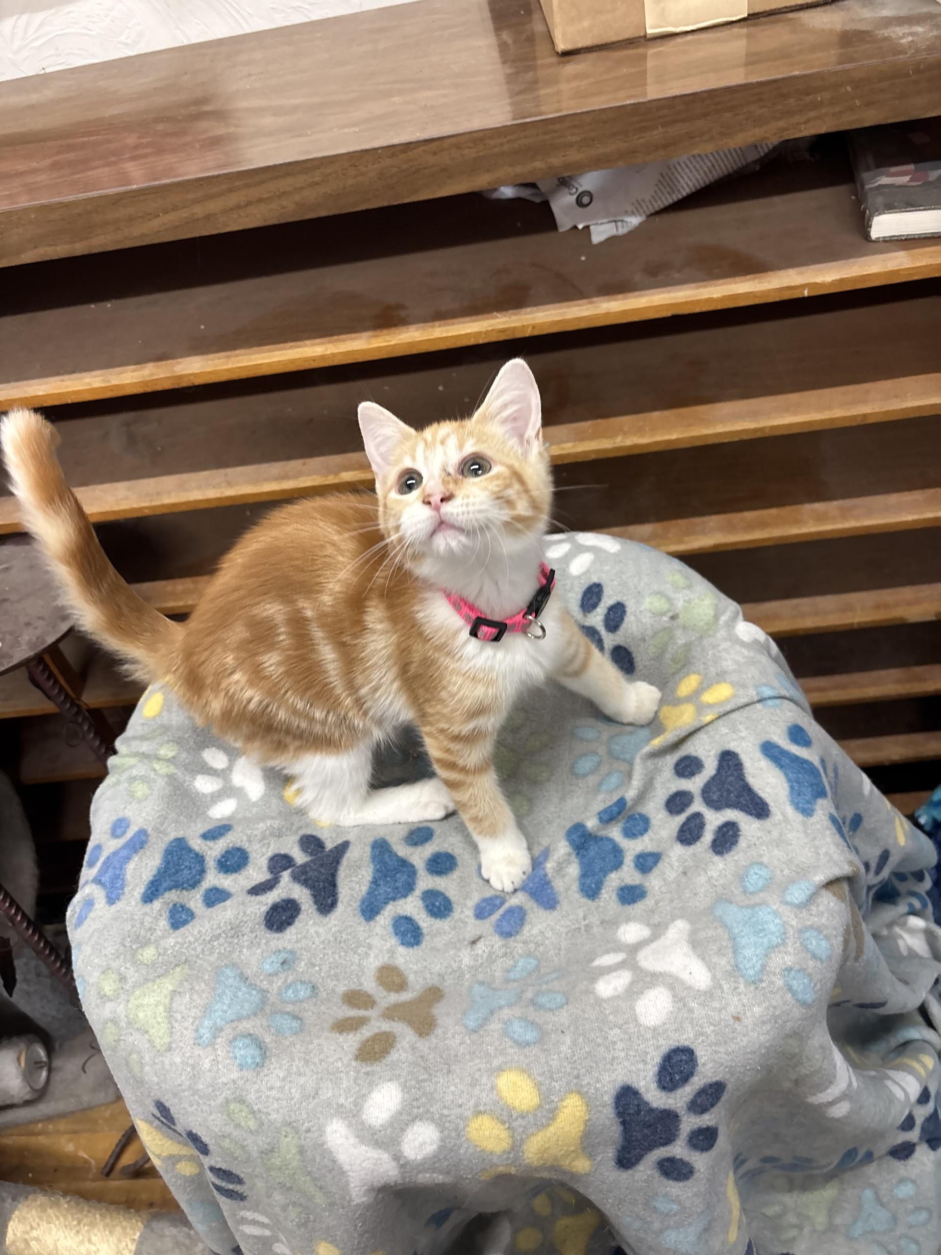 Enlarge Flower Moon, an adoptable Tabby in Coldwater, MI image 3/4