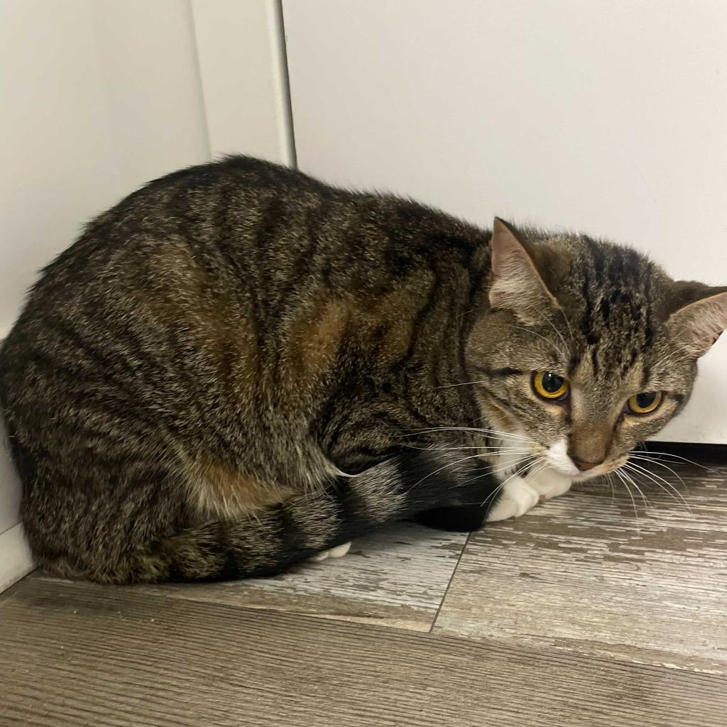 Enlarge Evermore, a Adoptable Domestic Short Hair in Fairfax Station, VA image 1/4