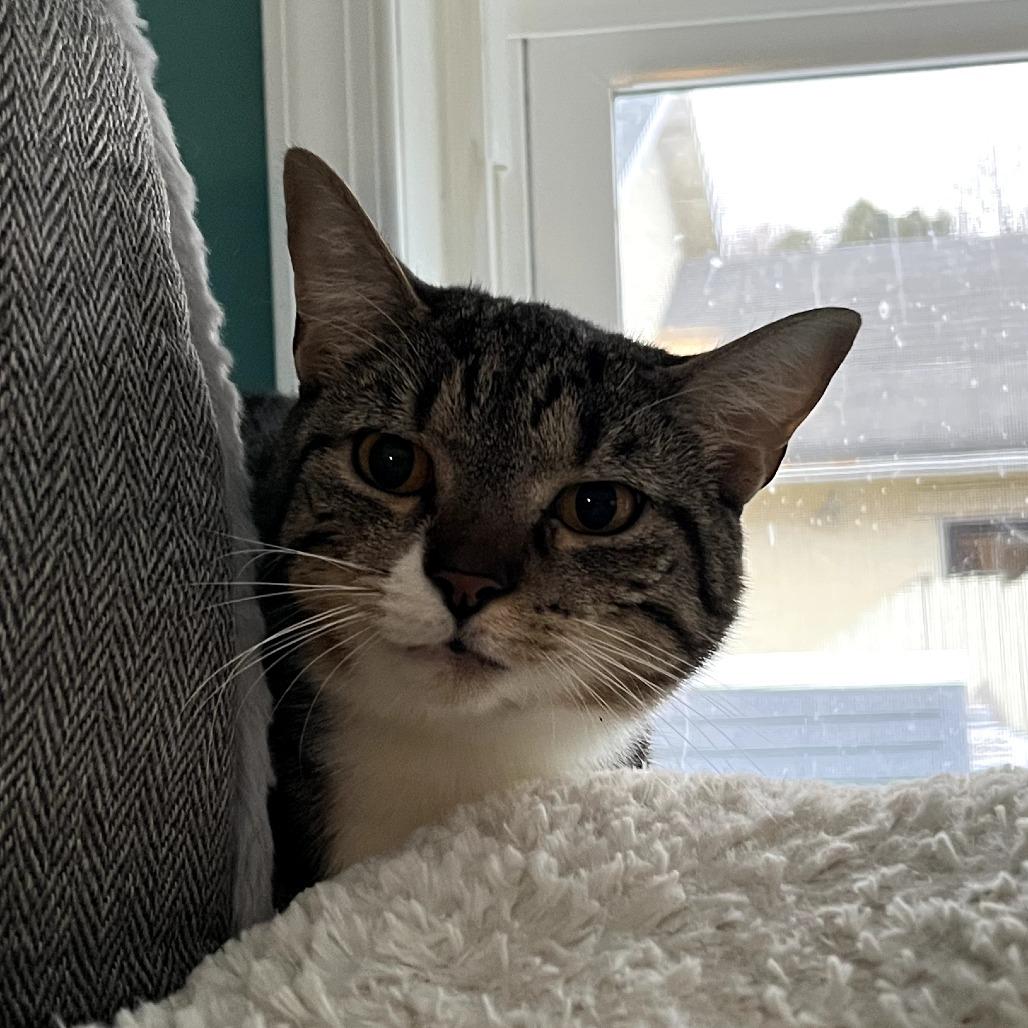 Enlarge Evermore, a Adoptable Domestic Short Hair in Fairfax Station, VA image 2/4