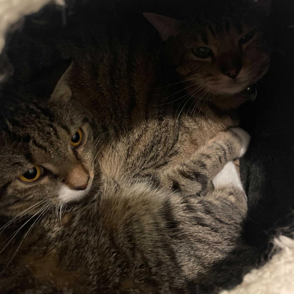 Enlarge Evermore, a Adoptable Domestic Short Hair in Fairfax Station, VA image 3/4