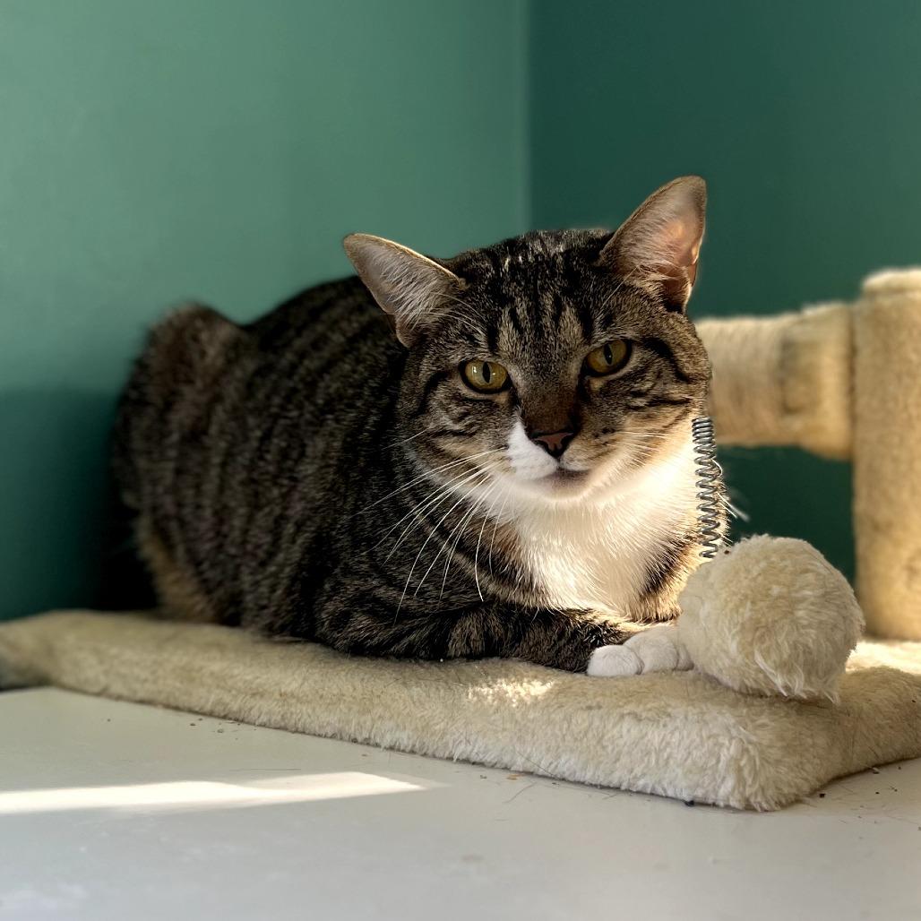 Enlarge Evermore, a Adoptable Domestic Short Hair in Fairfax Station, VA image 4/4