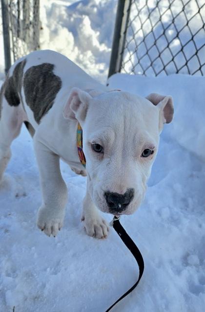 Tawny, adopted, Puppy Female Pit Bull Terrier.