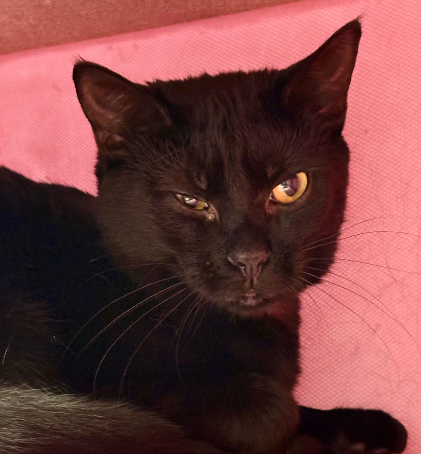 Emma, Adoptable, Young Female Domestic Short Hair.